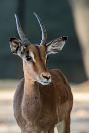 Impala type conversion functions are used to explicitly convert the required format. Tierpark Hagenbeck Impala Steckbrief
