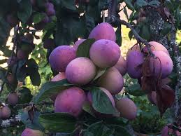 Victoria Plum Fruit Tree Blue House Gardens Llc Plum Fruit Fruit Trees Fruit