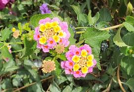 Image result for Lantana tiliifolia