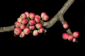 Image result for Gymnosporia maranguensis