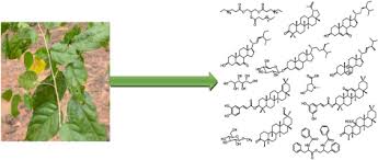 Image result for Baphia massaiensis