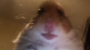 Staring Hamster Know Your Meme
