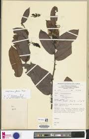 Image result for Dactyladenia