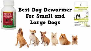 Best Dog Dewormer For Small And Large Dogs Top 5 Picks