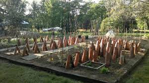 Des Tuiles Pour Proteger Du Froid Les Pieds De Tomates Idees Jardin Decoration Jardin Jardins