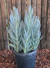 Image result for Senecio hochstetteri