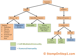 68 T Cell Maturation Flow Chart