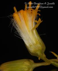 Image result for Oreophyton