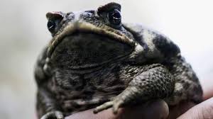 Compared to most psychedelics, toad venom has a very short duration of effects. Toadly Toxic Toads Are Invading Florida Yards Here S How To Deal With Those Froggers