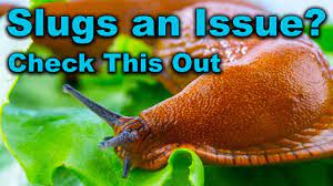 As a result of the lack of moisture, they shrink and create a salted water reservoir surrounding them. Does Salt Kill Slugs Bloom And Grow Photography