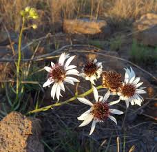 Image result for Callilepis laureola