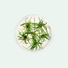 Image result for Leptochloa uniflora