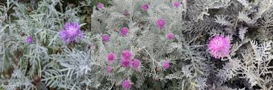 Image result for Centaurea praecox