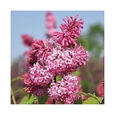 Image result for Syringa prestoniae