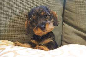 Puppyfind.com has been visited by 10k+ users in the past month Wirehaired Dachshund Puppies For Sale Near Me