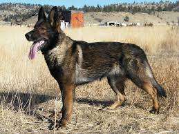 The Ddr German Shepherd Pure Bred Work Dog Thats Good With