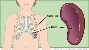 Sold with the help of bazo. El Bazo Y El Sistema Linfatico Para Padres Nemours Kidshealth