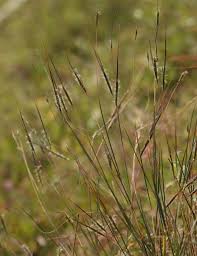 Image result for Pogonarthria squarrosa