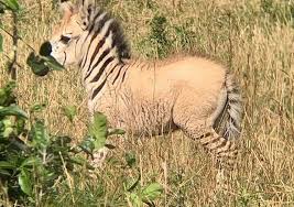 Black and white zebra vector in the bush with sunset in the background. Another Rare Blonde Zebra With Colour Similar To Donkeys Spotted In Kenya Photos Face2face Africa