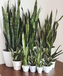 It has been a while! Everything You Need To Know About The Snake Plant Succulent City