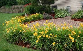 Maybe you would like to learn more about one of these? How To Grow Daylilies Miracle Gro