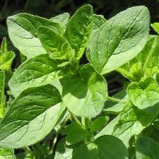 Image result for Origanum