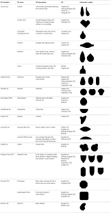 Image result for Cyperus tomaiophyllus