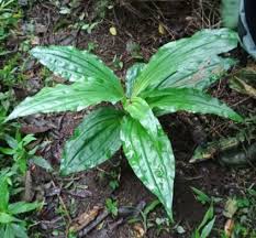 Image result for Corymborkis