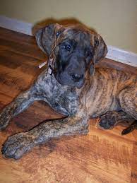Share it or review it. 29 Amazing Pictures Of Brindle Great Danes The Paws Brindle Great Dane Great Dane Dogs Dane Dog
