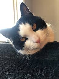 Tripod cat needs new home in Chilliwack