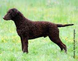 The cost to buy a curly coated retriever varies greatly and depends on many factors such as the breeders' location, reputation, litter size, lineage of the puppy, breed popularity (supply and demand), training, socialization efforts, breed lines and much more. Canadian Dogs Curly Coated Retriever Puppies Breeders Canada