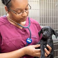 MSU CVM is among the few veterinary colleges in the U.S. that provide 24  months of comprehensive clinical training without tracking. This approach  allows students to gain hands-on experience with a diverse