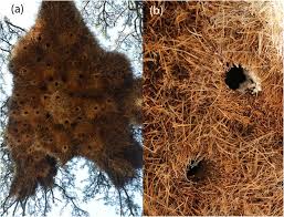 Sep 02, 2018 · the sociable weaver constructs its nests from stiff grasses, and the taller grasses grown in the south of the desert. Frontiers The Large Communal Nests Of Sociable Weavers Provide Year Round Insulated Refuge For Weavers And Pygmy Falcons Ecology And Evolution