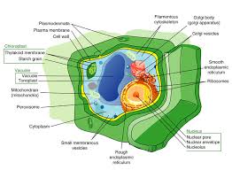 Short / Long Answer Questions.What Are Different Kinds Of Plastids? In The  Light Of Recent Advancements Describe The Structure And Of Chloroplast.
