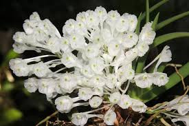 Image result for Podangis