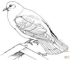 Maybe you would like to learn more about one of these? Turtle Dove Coloring Page Novocom Top