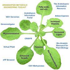 Check spelling or type a new query. Plant Cell Reports On Twitter Arabidopsis The Original Plant Chassis Organism Https T Co Eek7gop7ip
