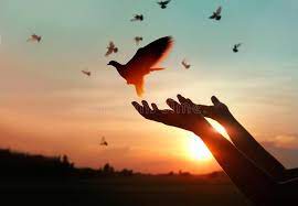 Sven duikt undercover in de wereld van dierenmisbruik.abonneer voor meer video's! Vrije Vogels Die Over Stad 3 Vliegen Stock Foto Image Of Vogel Bloem 119553212