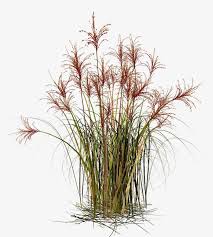 Grass Grass Clipart Straw Material Png Transparent Clipart Image And Psd File For Free Download Grass Clipart Photoshop Landscape Grass Photoshop