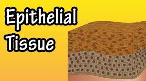 Epithelial Tissue What Is Epithelial Tissue Functions Of Epithelial Tissue Function