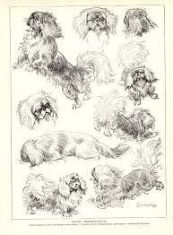 Black And White Pekingese Pin On Vintage Dog Art Decor