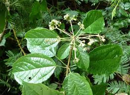 Image result for Clerodendrum formicarum