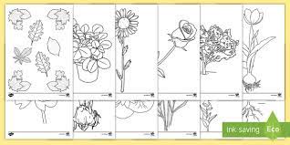 We did not find results for: Plant Coloring Sheets Teacher Made