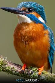 British Birds With Yellow Feathers Kingfisher Photography In 2020 Wildlife Photography Birds Bird Drawing For Kids British Wildlife