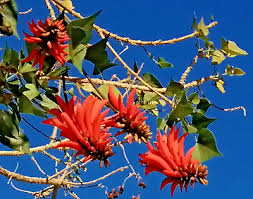 Image result for Erythrina lysistemon