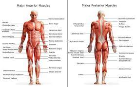 All Of The Major Muscle Groups On Both The Front And Back Of The Body With The Names Of Each Muscle Shown Muscle Body Human Body Muscles Body Muscles Names