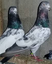 Pin By Ahmet Kavas On Guvercinler Racing Pigeons Pigeon Beautiful Birds