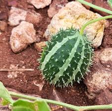 Image result for Cucumis prophetarum