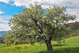 Pruning should be completed when the tree is dormant. How To Prune An Overgrown Pear Tree Do It The Right Way