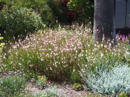 Image result for Oenothera lindheimeri